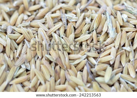 Rice after harvest await for the sun light to keep moisturize things away