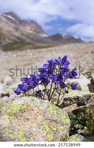 Purple flowers on a background of picturesque mountains