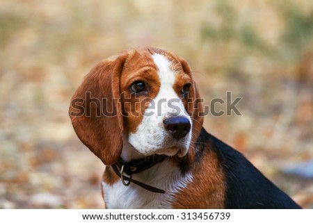 Beagle dogs sad looks into the distance.