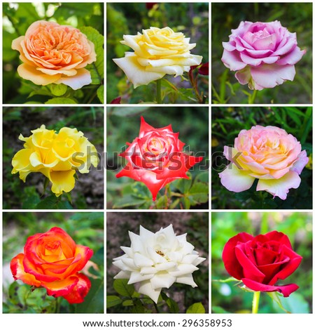 A colorful collage of roses of different varieties in the garden