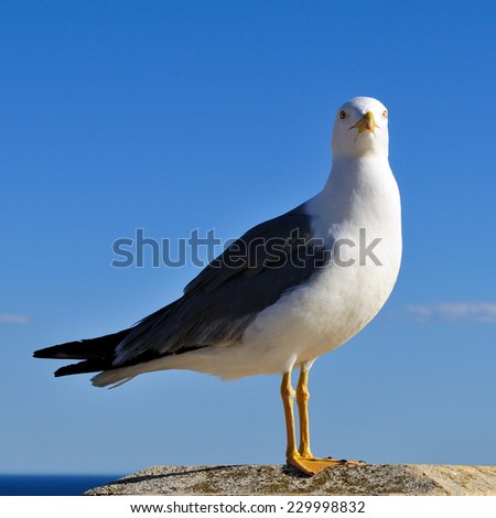 The seagull, sea bird par excellence, posing on a wall against the backdrop of the sea.