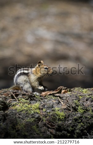 Golden-mantled ground squirrel in Kings Canyon National Park