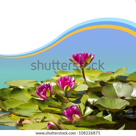 Pink waterlilies in pond .Flowers card background for design
