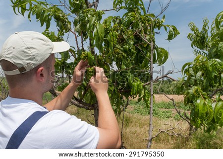 Farmer looking on sick peach