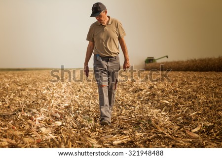 Harvesting corn field