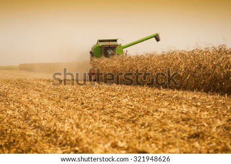 Harvesting corn field