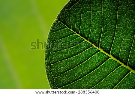 Close up green leaf with green color background.