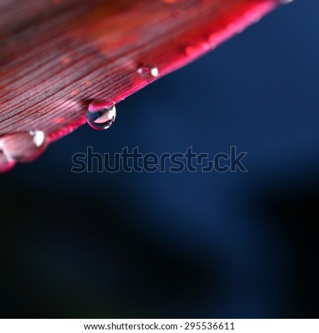 Leaf with water drops on it
