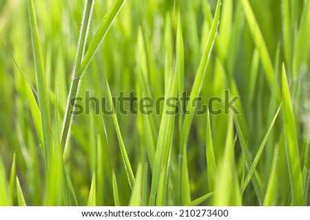 Close up grass