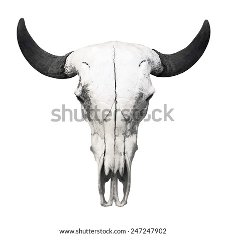 Ox skull on white background