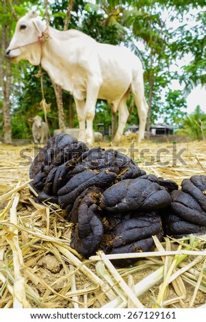 cow dung close-up with cow in farm