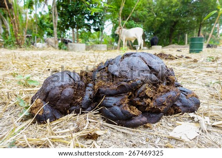 cow dung with cow in farm