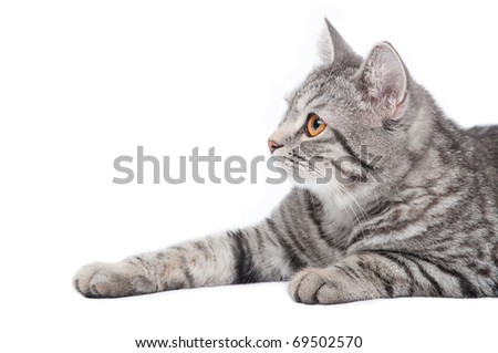 Young funny grey cat, isolated on white