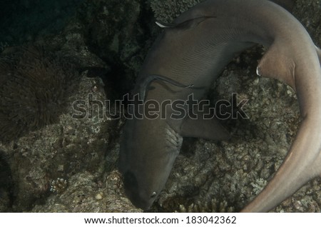 White tip shark Maldives