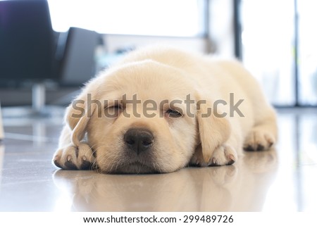 sleeping puppy