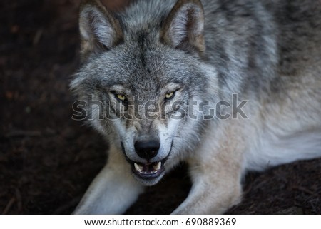 Close up portrait of a grey wolf (Canis Lupus) also known as Timber wolf displaying an agressive facial dominant expression in the Canadian forest during the summer months.