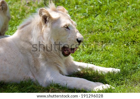 Albino Lion \
\
Close-up picture of a Albino Lion, you can see a little of his lionesses face faded in the background.