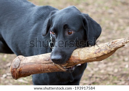A black lab and her really big stick Picture of a black lab standing proudly with a large stick in her mouth.