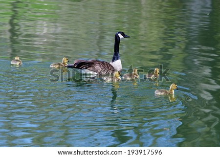 Canada goose with her goslings Canada goose swimming with her goslings swimming on each side of her