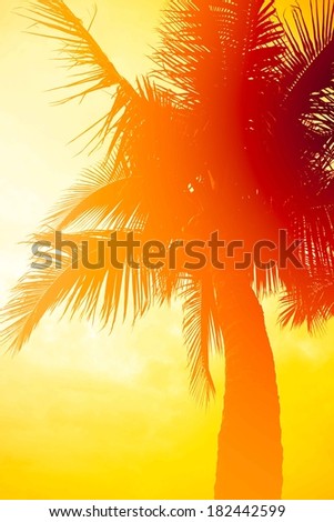 Sunset Palm Tree