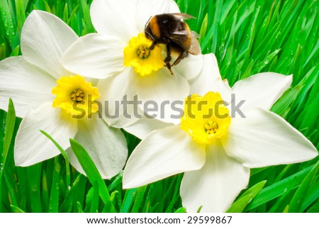 An insect is a bumble-bee. Bumble-bee on white flowers narcissus