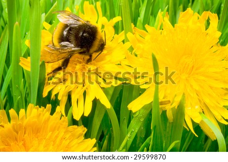 An insect is a bumble-bee. Bumble-bee on yellow flowers Dandelion
