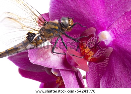 Dragon-fly. Dragonfly sits on the red flower of orchid