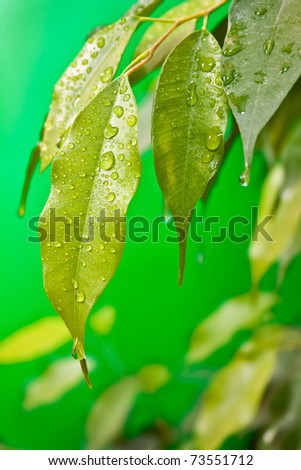 some green leafs rubber plant with dew drops on a green background
