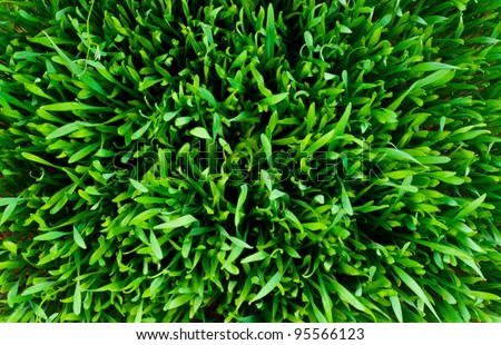 Grass. Green lawn poison, kind from above