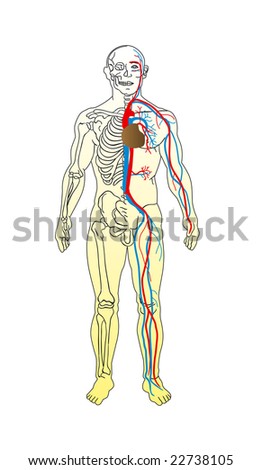 the human circulatory system for kids. the human circulatory system