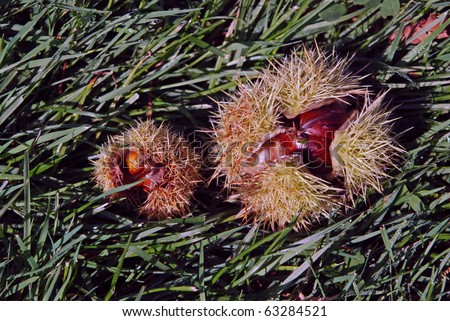 Sweet Chestnuts still in their husk after falling from tree