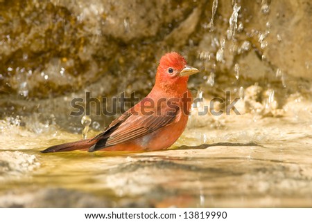 Summer Tanager bathes in a small fountain in a park in Texas