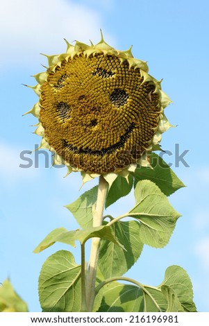 Sunflower with a smiley face, created in its seeds on blue sky background
