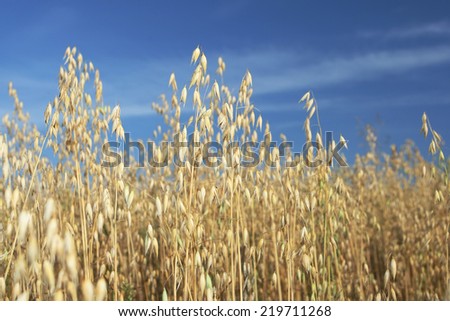 Spikelets of oats, oats field and blue sky