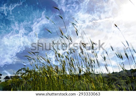 Double exposure of wheat field and sea foam texture