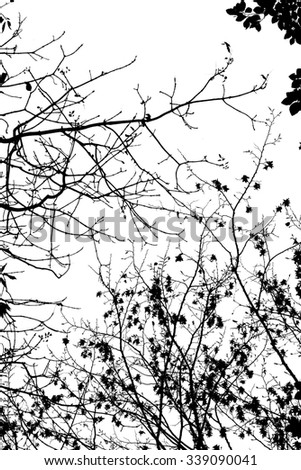 Autumn tree branches black and white