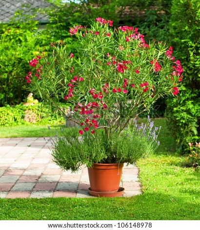 Nice Red Oleander In The Garden Stock Photo 106148978 : Shutterstock