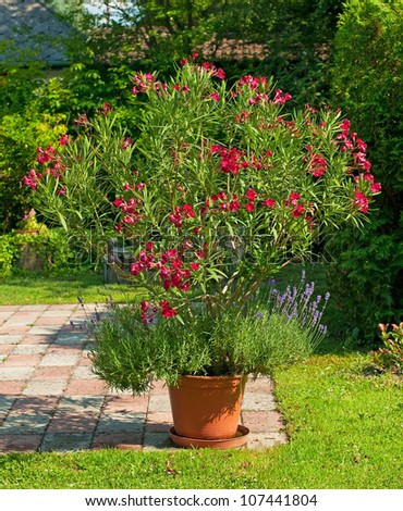 Nice Red Oleander In The Garden Stock Photo 107441804 : Shutterstock