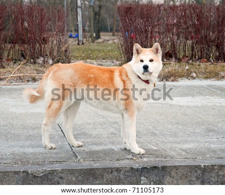 Chinese Akita Dog