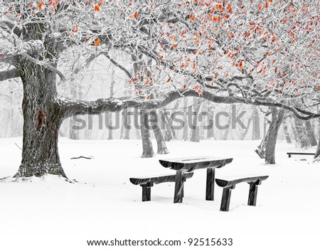 Nice winter scene