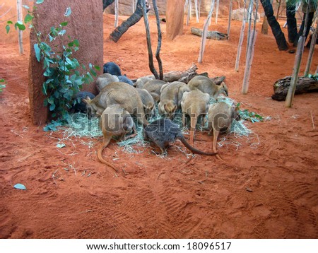 Red Kangaroo Macropus rufus eating grass on the red sand