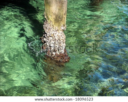 green ocean water and wooden beam with shells