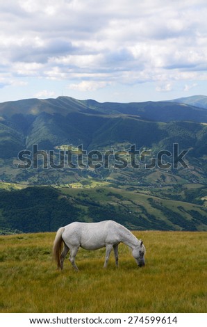 Single white horse feeding on the mountain pasture with green mountains in background