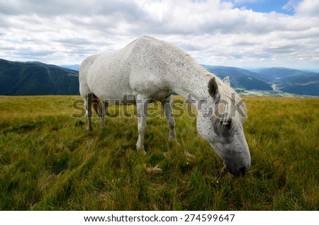 Fleabitten or piebald grey horse feeding on the mountain pasture with mountain range in background
