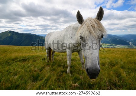 Fleabitten or piebald grey horse feeding on the mountain pasture with mountain range in background