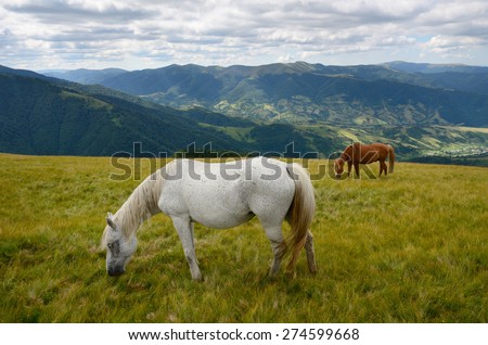 Yin yang black and white horses  feeding on the mountain pasture with mountains in background