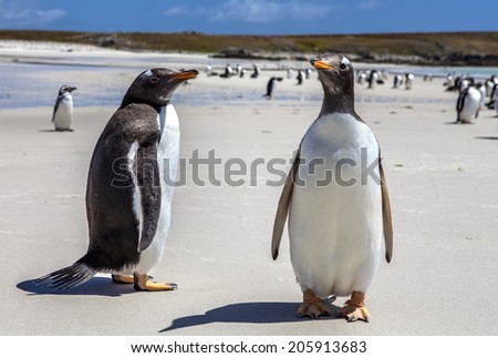 Two Gentoo Penguins at Falklands Islands. Photographed at North Pond, in the north coast of East Falkland. 25 december 2011