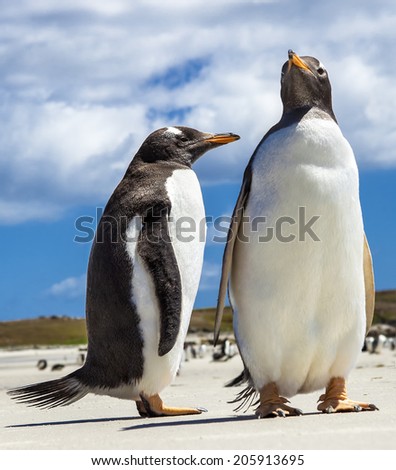 Two Gentoo Penguins at Falklands Islands. Photographed at North Pond, in the north coast of East Falkland.