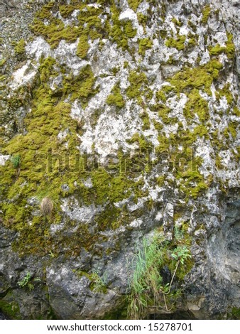 tiny plants & moss clinging to a granite-faced cliff near Rifle, Colorado, #2