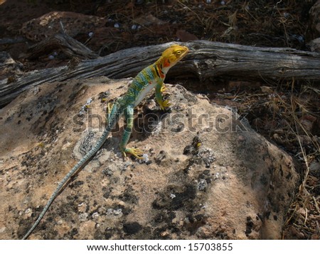 Golden headed Collared Lizard, in Colorado National Monument, #1